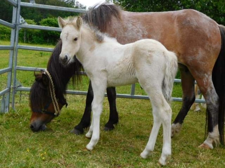 IJslander Hengst Palomino in Zweibrücken