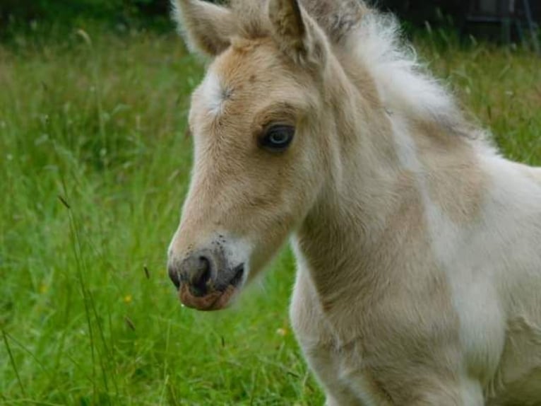 IJslander Hengst Palomino in Zweibrücken