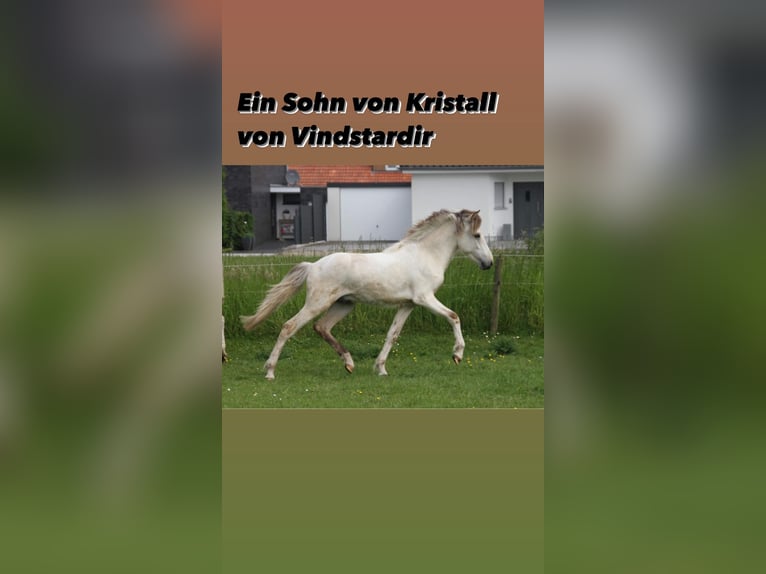 IJslander Hengst Palomino in Zweibrücken