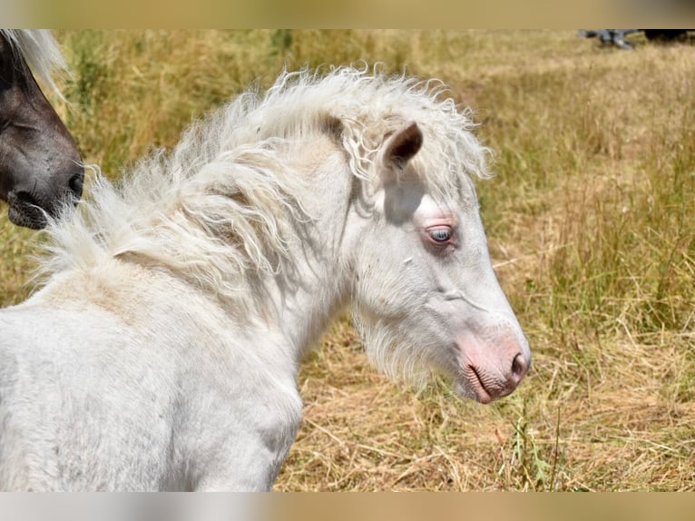 IJslander Hengst Palomino in Zweibrücken