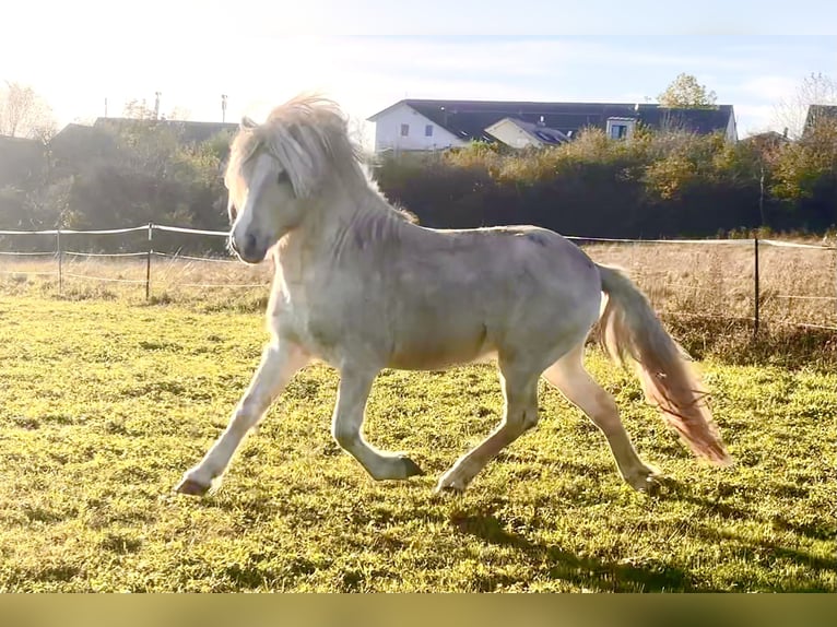 IJslander Hengst Palomino in Zweibrücken