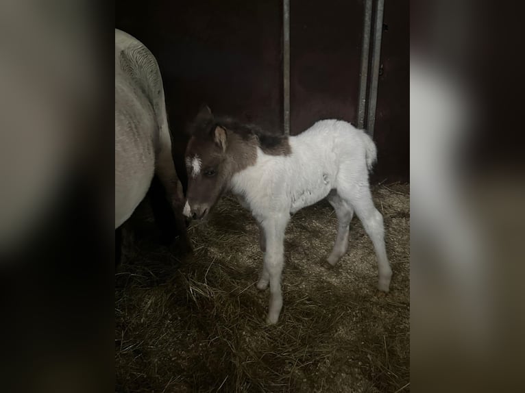 IJslander Hengst Palomino in Zweibrücken