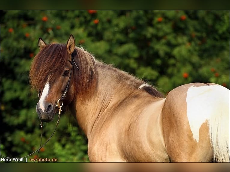 IJslander Hengst Tobiano-alle-kleuren in Lauterhofen