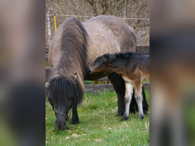 IJslander Hengst Veulen (03/2026) 137 cm Bruin in Denklingen