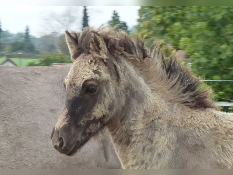 IJslander Hengst veulen (02/2024) 140 cm Falbe in Markt Wald