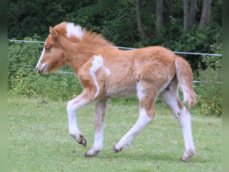 IJslander Hengst veulen (03/2024) 140 cm Gevlekt-paard in Winterswijk kotten