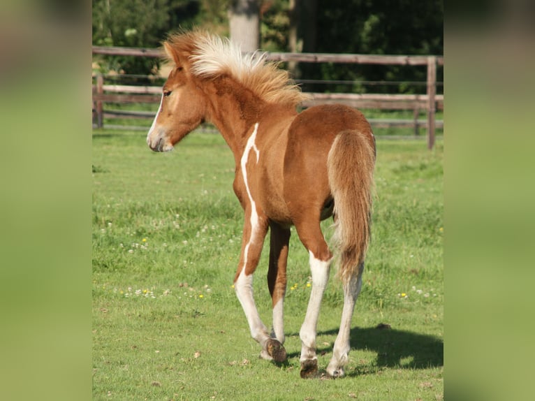 IJslander Hengst veulen (03/2024) 140 cm Gevlekt-paard in Winterswijk Kotten