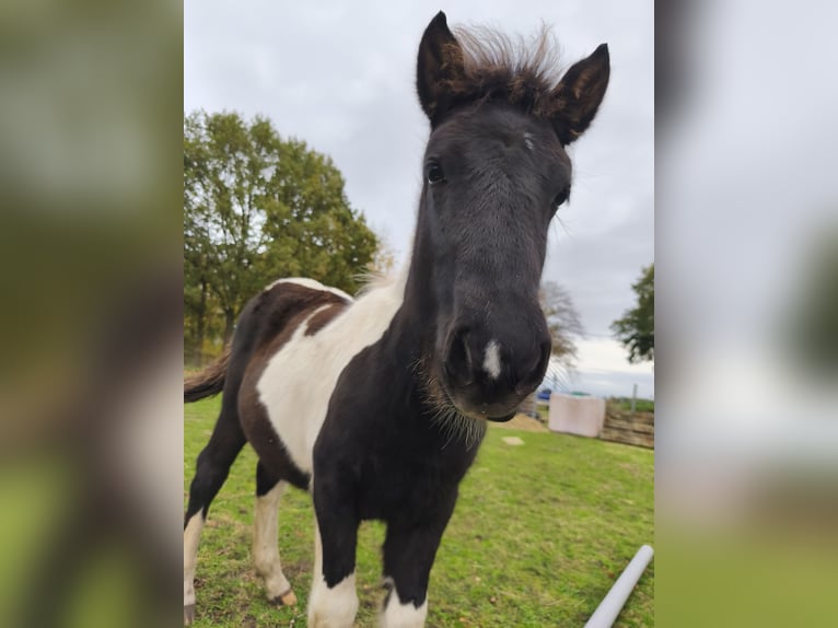 IJslander Mix Hengst Veulen (05/2025) 140 cm Gevlekt-paard in Lathen