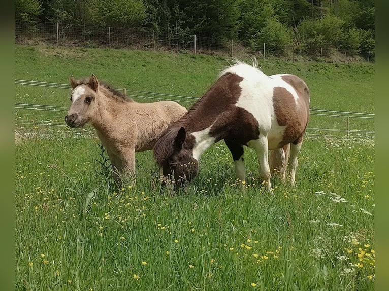IJslander Hengst Veulen (04/2026) 140 cm Grullo in Deu