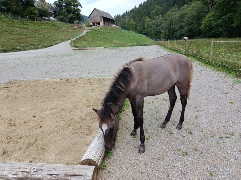 IJslander Hengst Veulen (04/2026) 140 cm Grullo in Deu