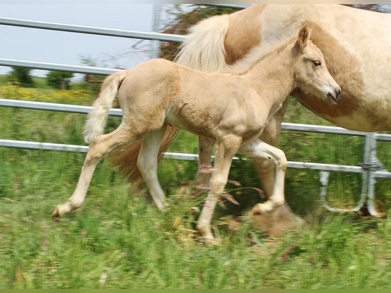 IJslander Hengst Veulen (04/2026) 140 cm Palomino in Saarland