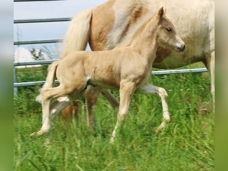 IJslander Hengst Veulen (04/2026) 140 cm Palomino in Saarland