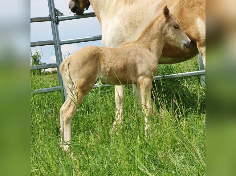 IJslander Hengst Veulen (04/2026) 140 cm Palomino in Saarland
