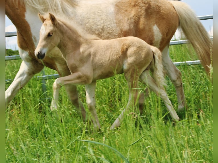 IJslander Hengst Veulen (04/2026) 140 cm Palomino in Saarland