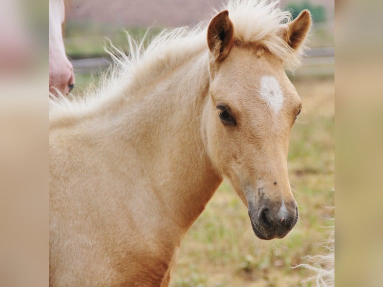 IJslander Hengst Veulen (04/2026) 140 cm Palomino in Saarland