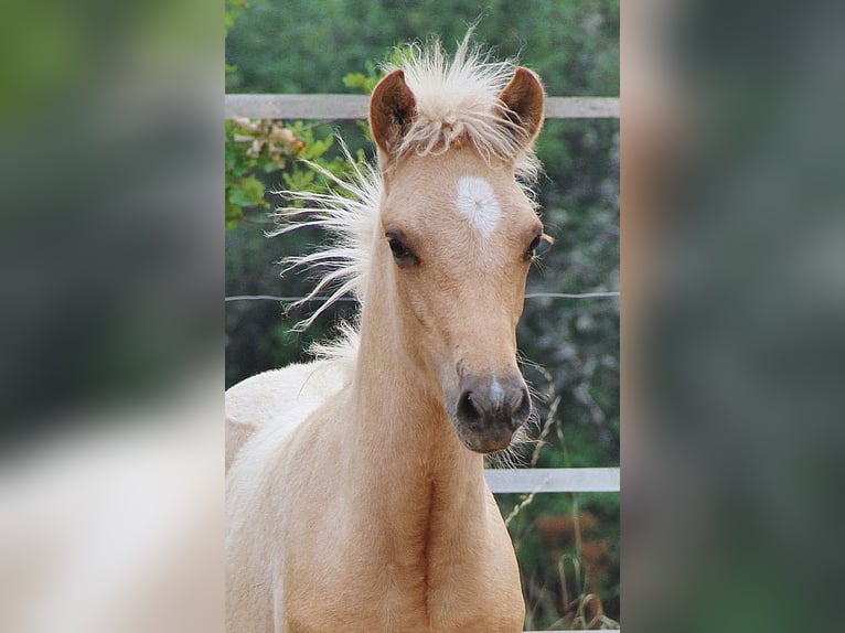 IJslander Hengst Veulen (04/2026) 140 cm Palomino in Saarland
