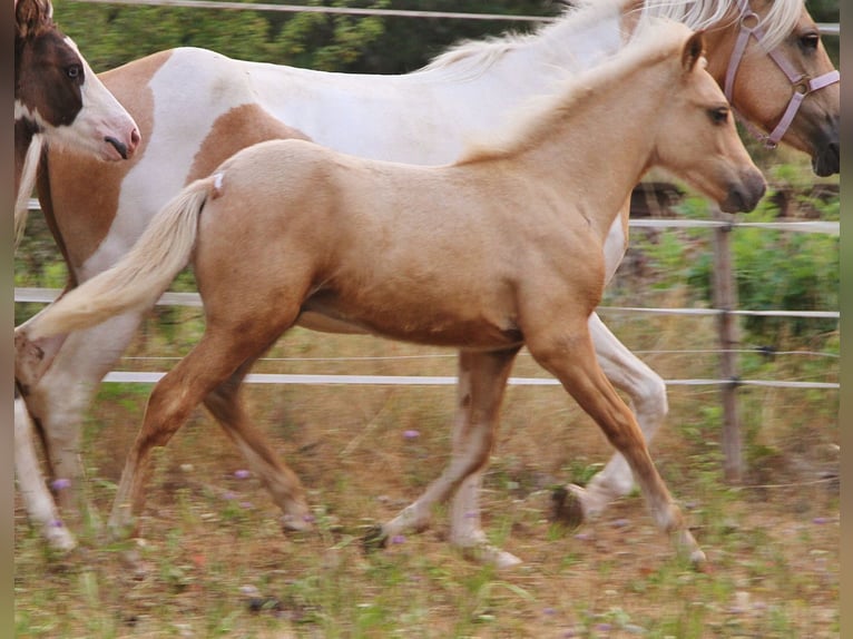 IJslander Hengst Veulen (04/2026) 140 cm Palomino in Saarland