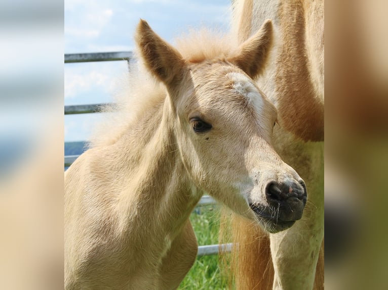 IJslander Hengst Veulen (04/2026) 140 cm Palomino in Saarland