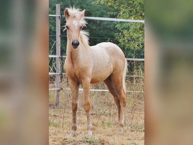 IJslander Hengst Veulen (04/2026) 140 cm Palomino in Saarland