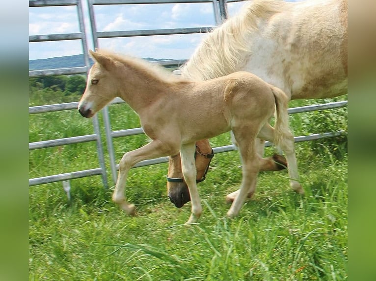 IJslander Hengst Veulen (04/2026) 140 cm Palomino in Saarland