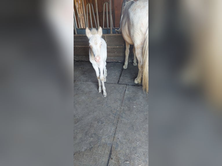 IJslander Hengst Veulen (06/2025) 140 cm Perlino in Zerf