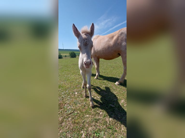 IJslander Hengst Veulen (06/2025) 140 cm Perlino in Zerf