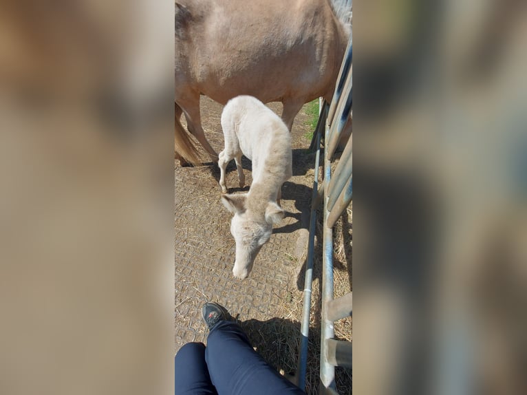 IJslander Hengst Veulen (06/2025) 140 cm Perlino in Zerf