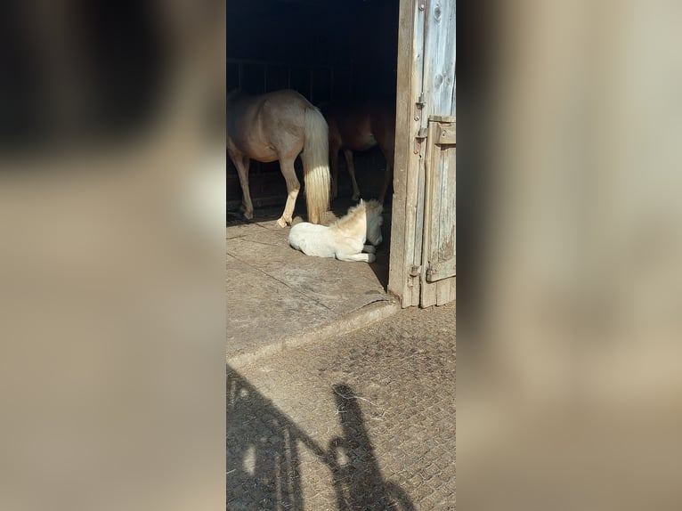 IJslander Hengst Veulen (06/2025) 140 cm Perlino in Zerf