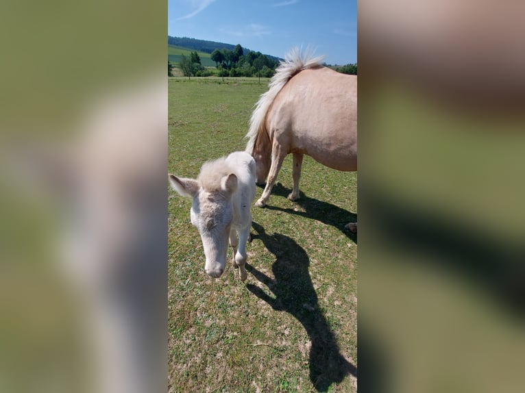 IJslander Hengst Veulen (06/2025) 140 cm Perlino in Zerf