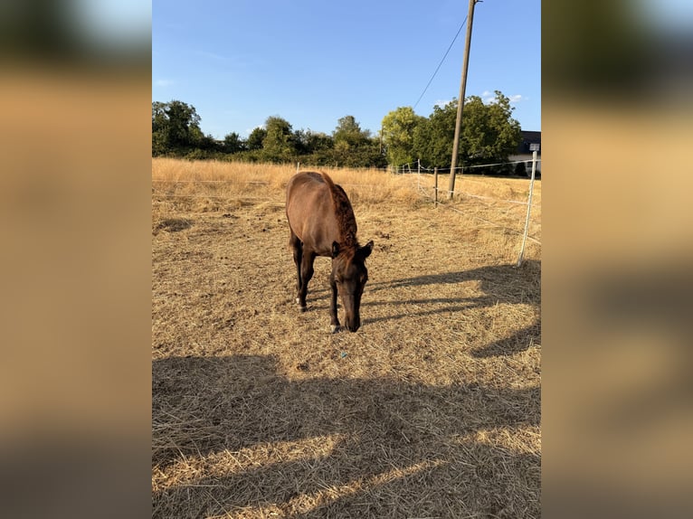 IJslander Hengst Veulen (03/2026) 140 cm Zwart in Neuwied