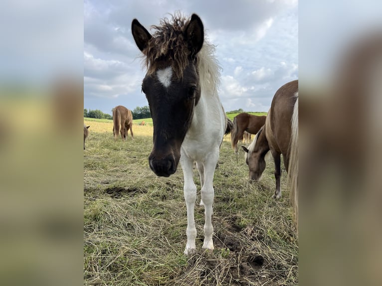IJslander Hengst Veulen (05/2025) 144 cm Gevlekt-paard in Hohenfelde