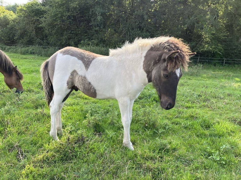 IJslander Hengst Veulen (05/2025) 144 cm Gevlekt-paard in Hohenfelde
