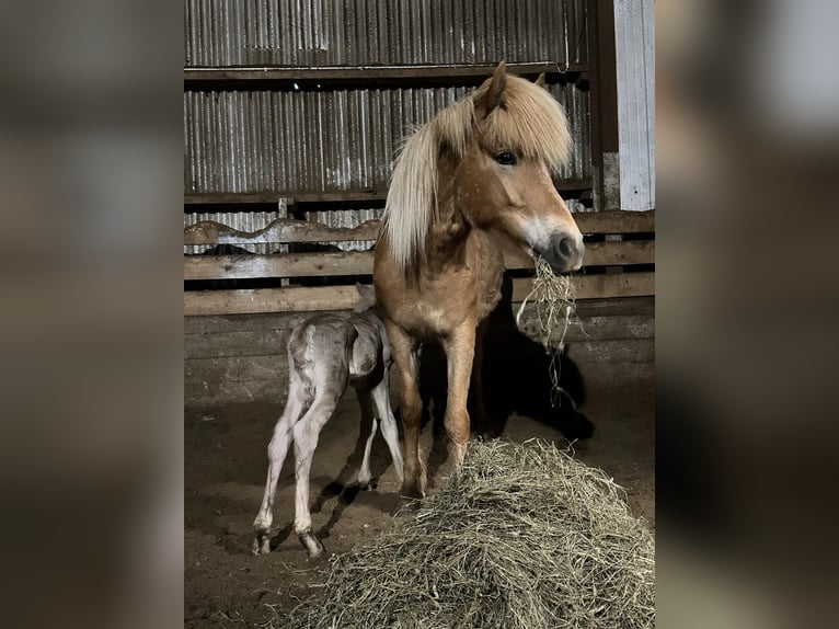 IJslander Hengst veulen (05/2024) 144 cm Pearl in Hella