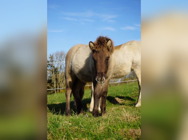 IJslander Hengst veulen (05/2024) 145 cm Falbe in Denklingen