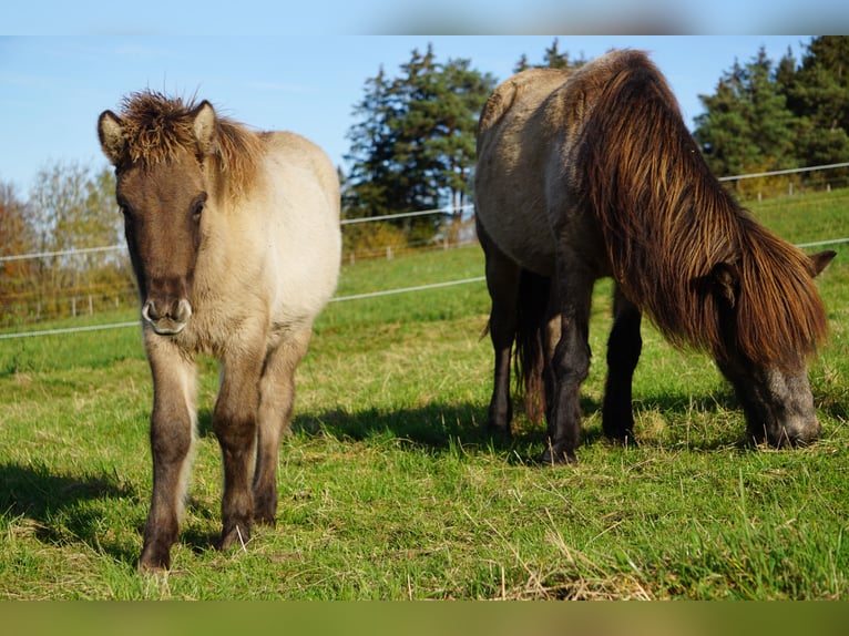 IJslander Hengst veulen (05/2024) 145 cm Falbe in Denklingen