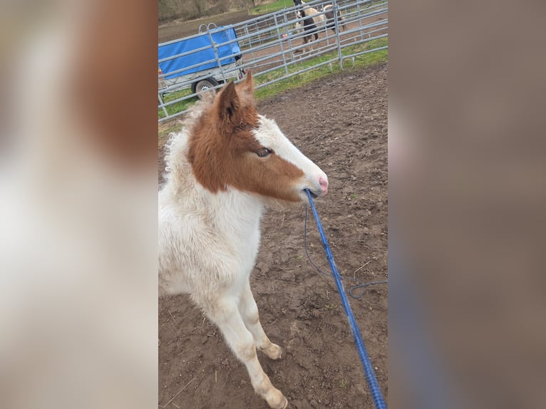 IJslander Mix Hengst Veulen (03/2026) 145 cm Gevlekt-paard in Salzburg