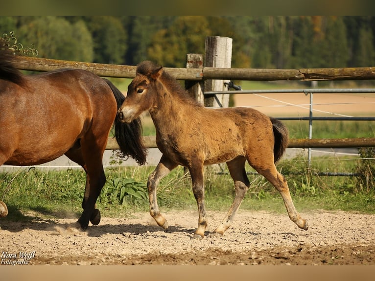 IJslander Hengst Veulen (07/2025) Bruin in Lauterhofen