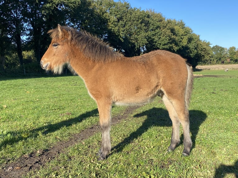 IJslander Hengst veulen (05/2024) Bruin in Wingst