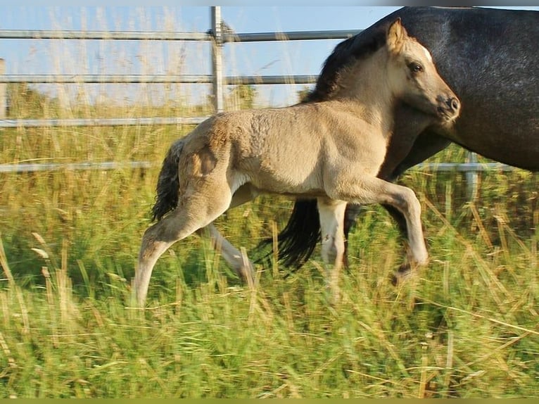 IJslander Hengst Veulen (06/2026) Falbe in Saarland