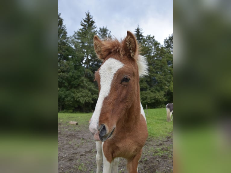 IJslander Hengst veulen (05/2024) Gevlekt-paard in Mittersill