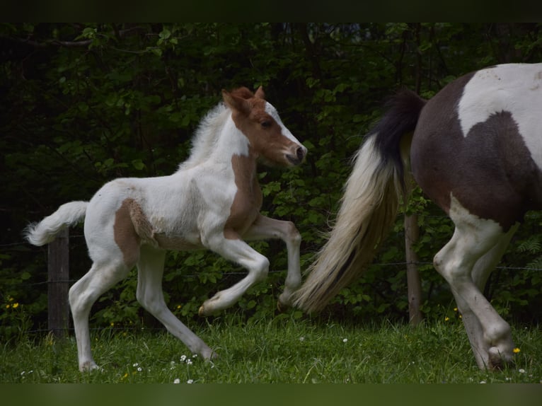 IJslander Hengst veulen (05/2024) Gevlekt-paard in Mittersill