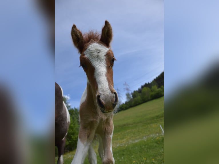 IJslander Hengst veulen (05/2024) Gevlekt-paard in Mittersill