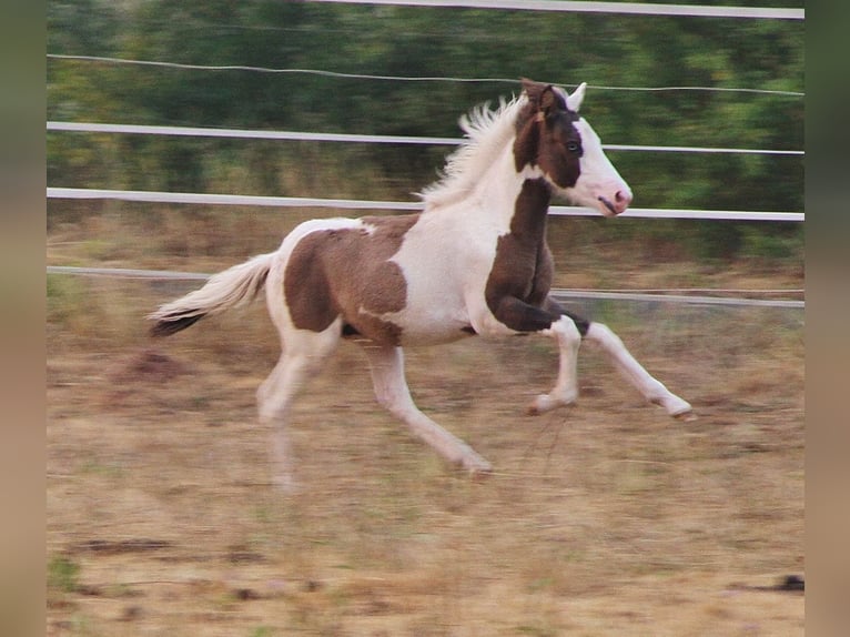IJslander Hengst Veulen (04/2026) Gevlekt-paard in Saarland
