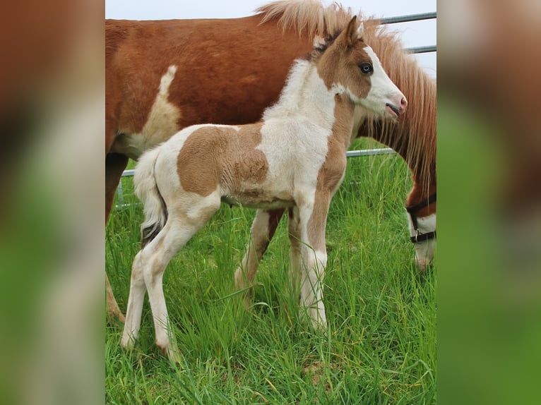 IJslander Hengst Veulen (04/2026) Gevlekt-paard in Saarland