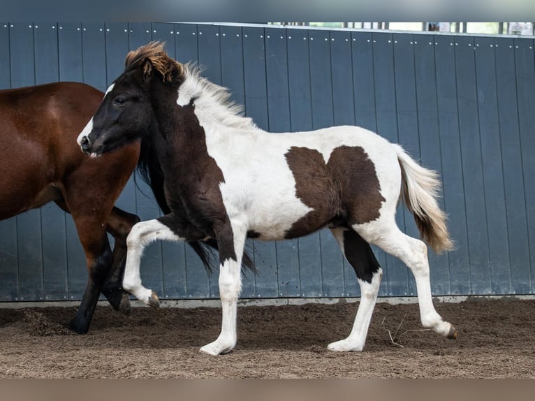 IJslander Hengst Veulen (03/2026) Gevlekt-paard in Horst