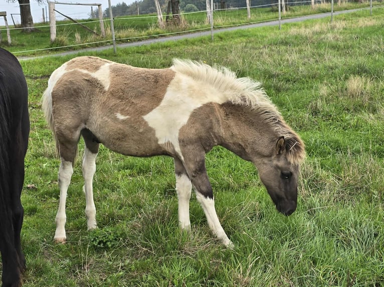 IJslander Hengst Veulen (05/2025) Gevlekt-paard in Linkenbach