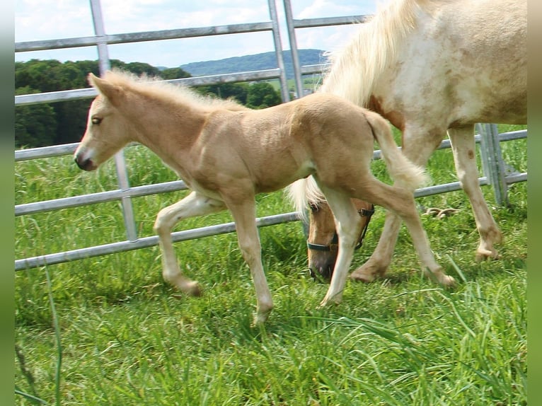 IJslander Hengst Veulen (04/2026) Palomino in Saarland