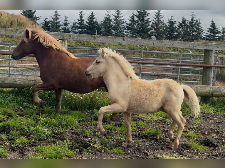 IJslander Hengst Veulen (06/2025) Palomino in Hvolsv&#xF6;llur