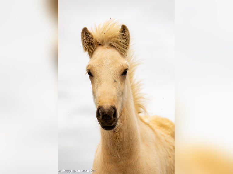 IJslander Hengst Veulen (06/2025) Palomino in Hvolsv&#xF6;llur