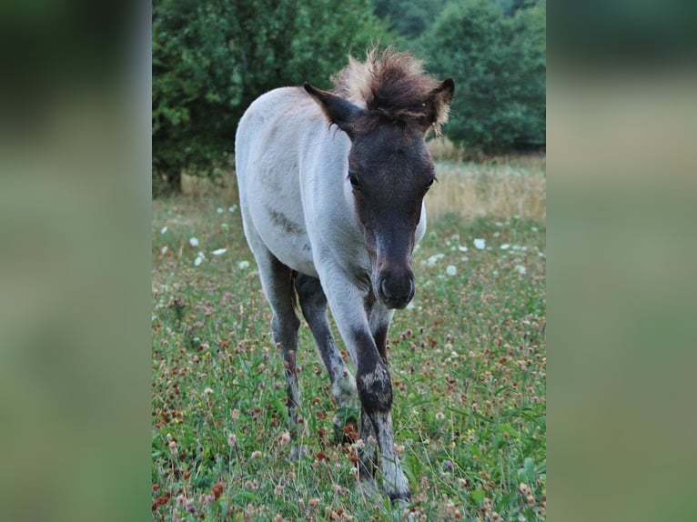 IJslander Hengst Veulen (04/2026) Roan-Blue in Saarland